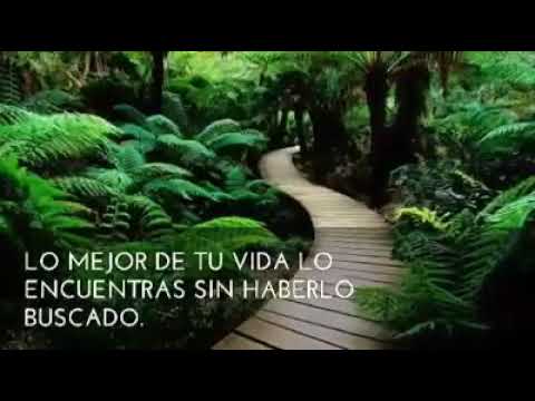 alma reflexión frases de mariposas en el alma