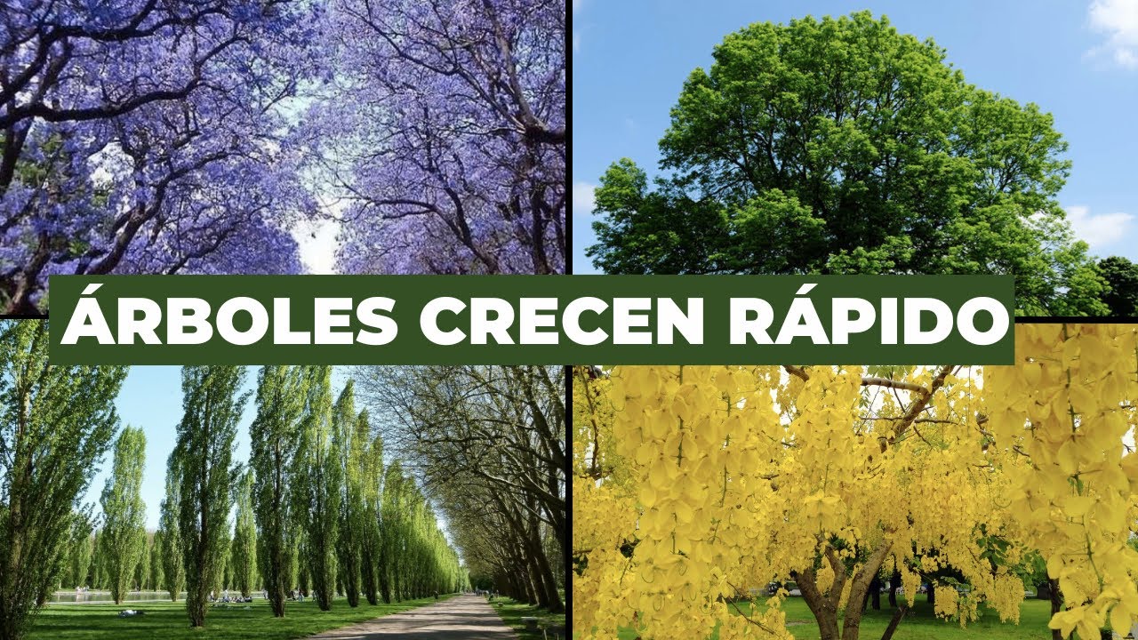 árboles de crecimiento rápido y hoja perenne