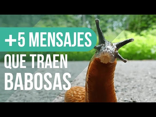babosas en casa significado