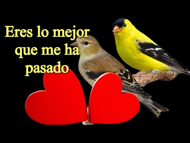 frases eres lo mejor que me ha pasado