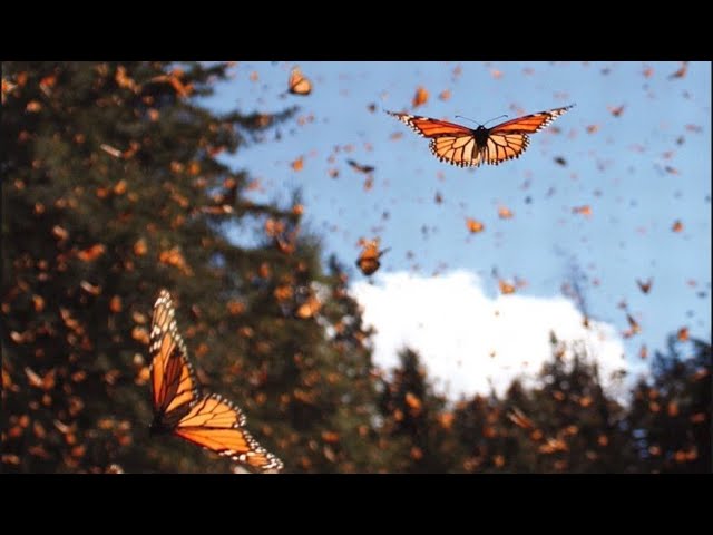 mariposas en mi corazon buenos dias