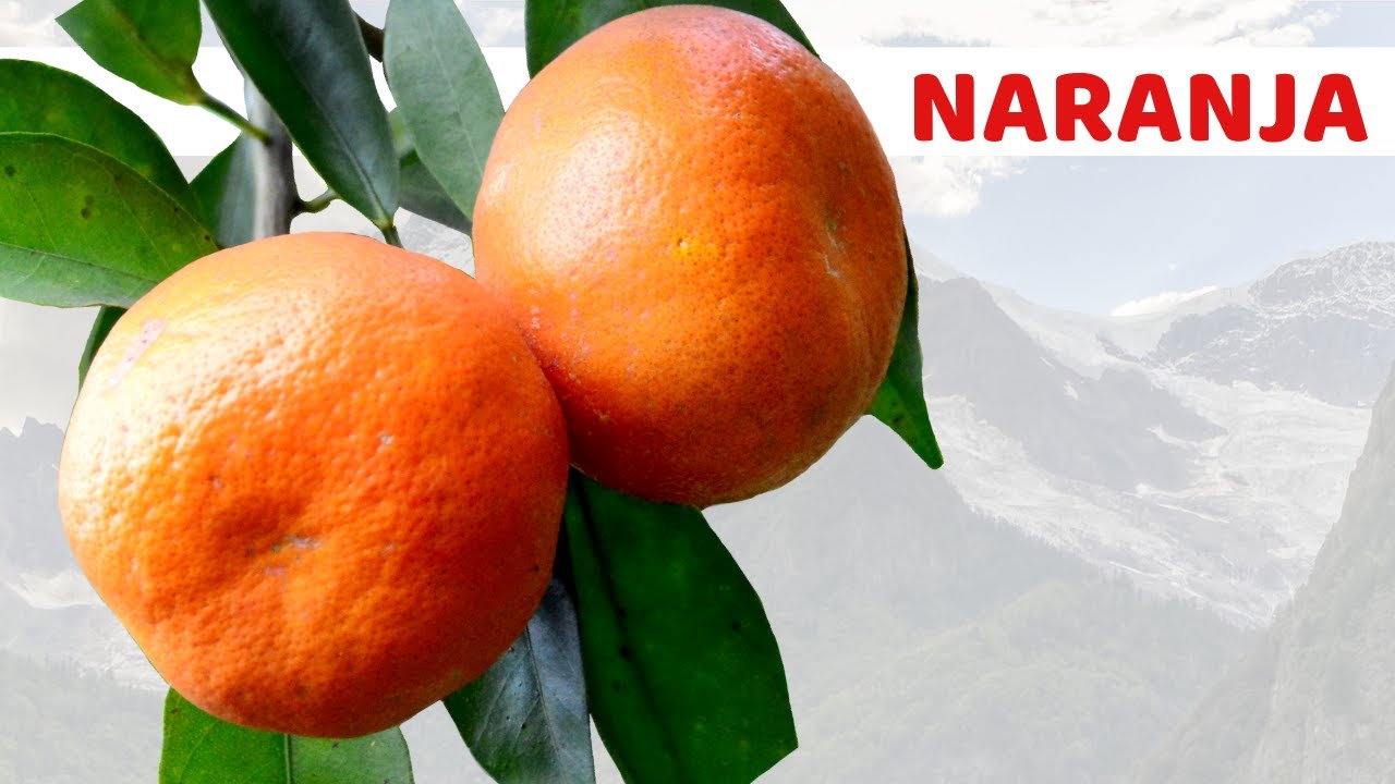 naranja por la noche