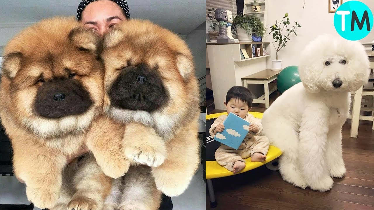 perros mas monos del mundo