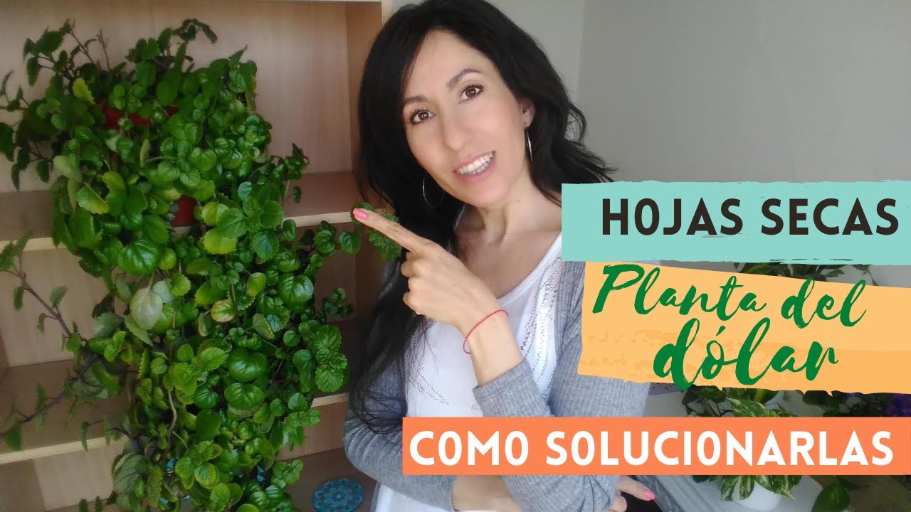 planta del dinero con agujeros en las hojas