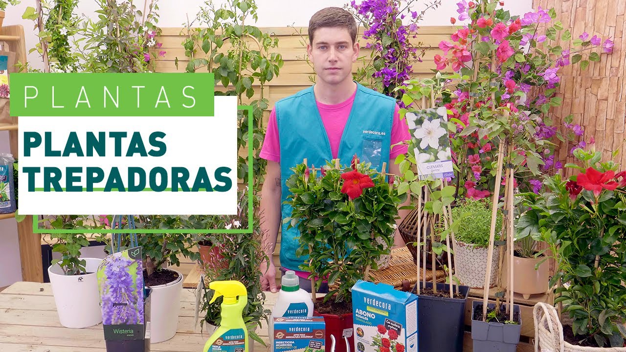 plantas trepadoras perennes