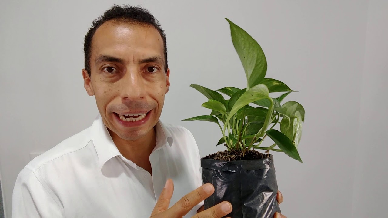 potus planta de mala suerte