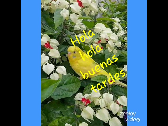 saludos de buenas tardes
