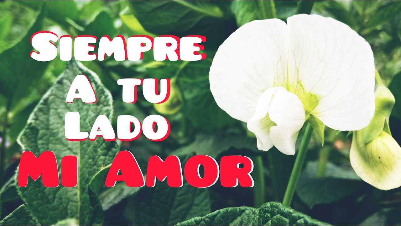 siempre estare a tu lado frases