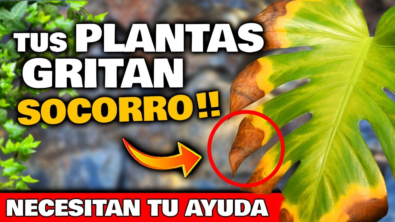 agujeros en las hojas de las plantas de interior