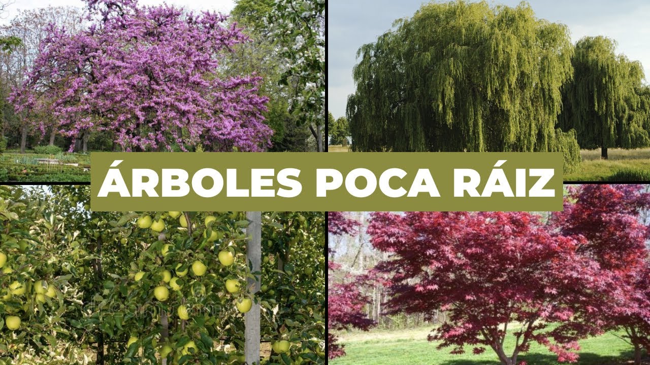 arbol de rapido crecimiento y poca raiz