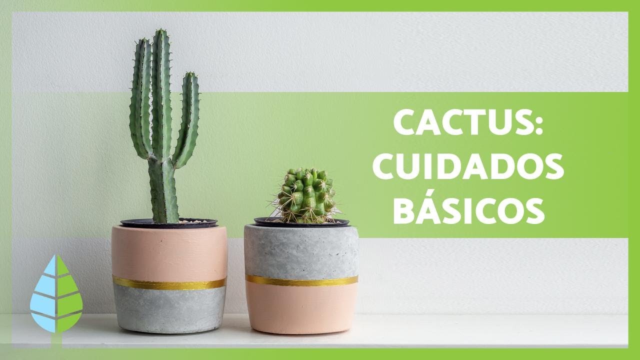 cada cuanto hay que regar un cactus
