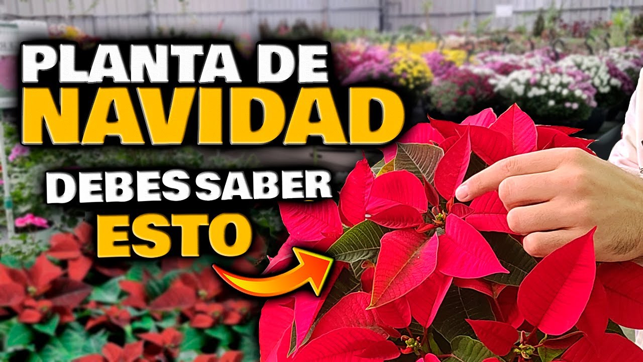cómo cuidar la flor de pascua