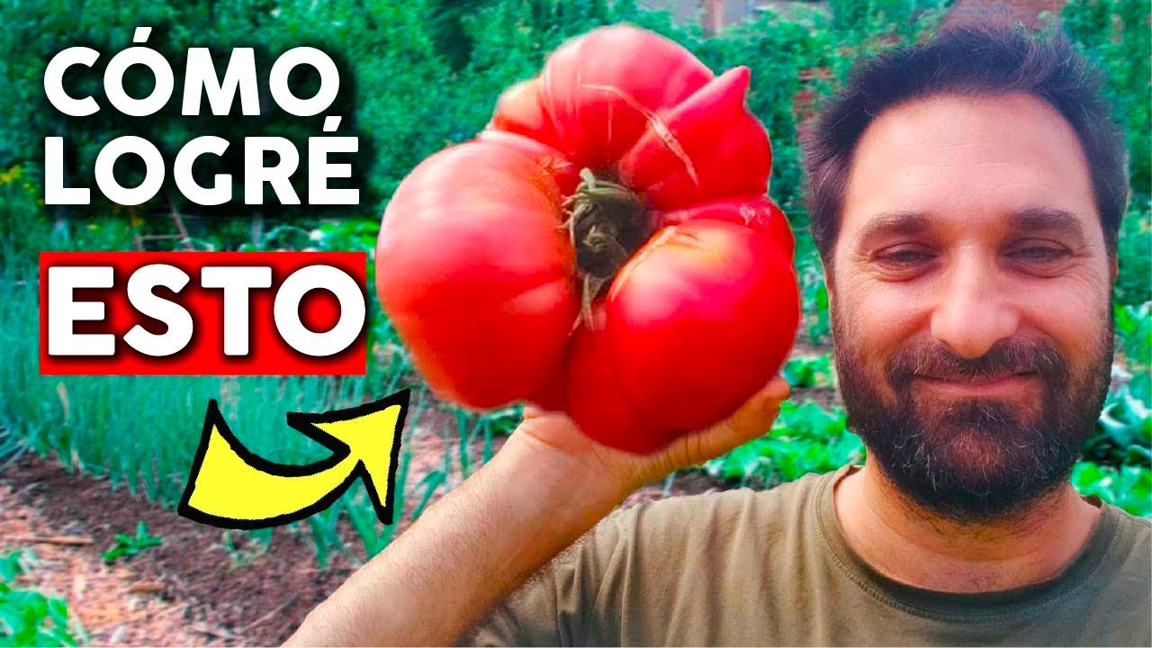 como engordar los tomates