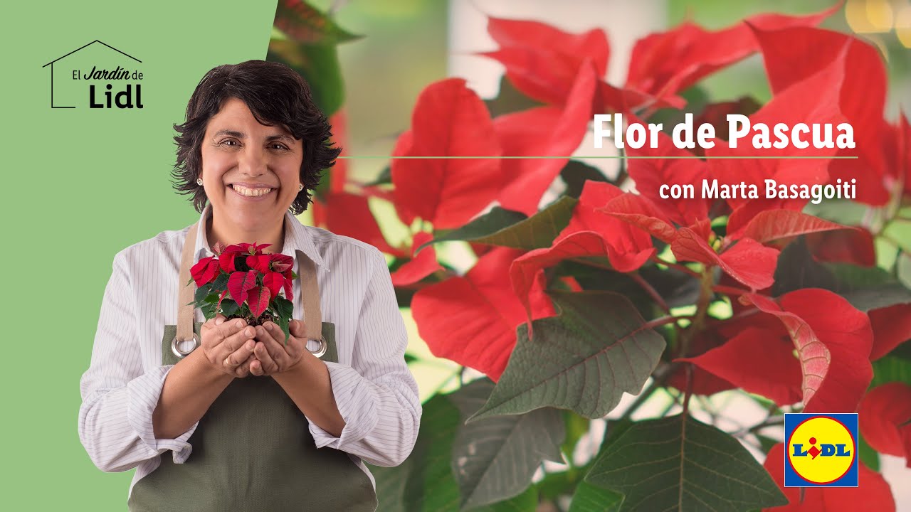 como regar la flor de pascua