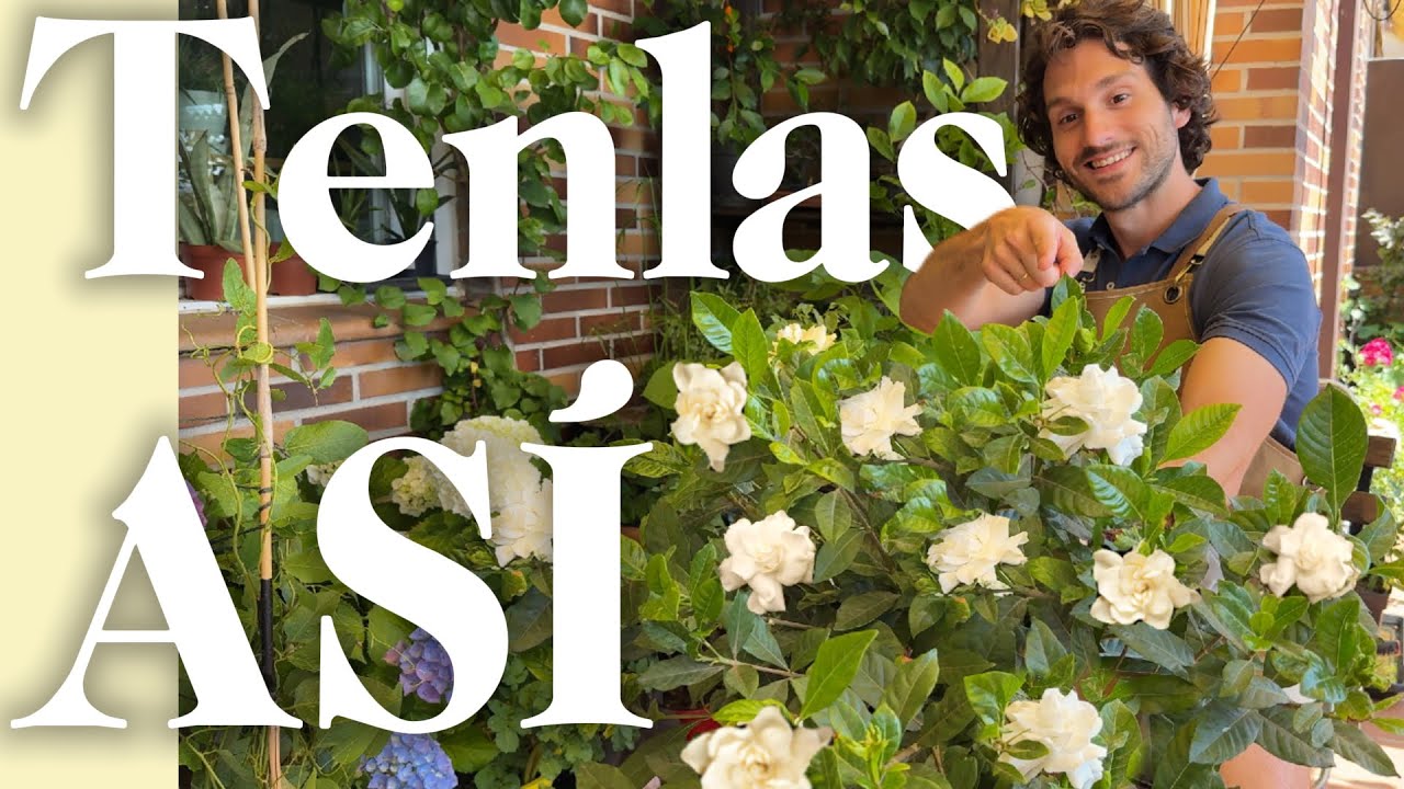 como saber si mi gardenia es de interior o exterior