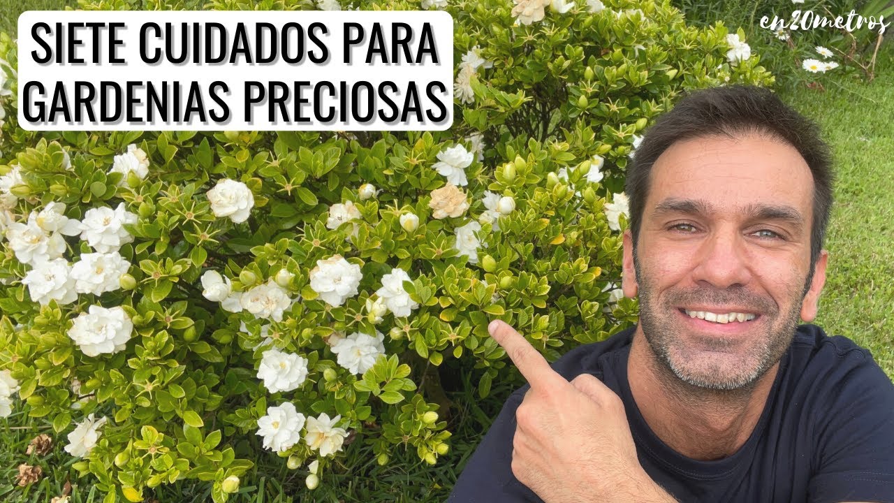 cuidados de las gardenias