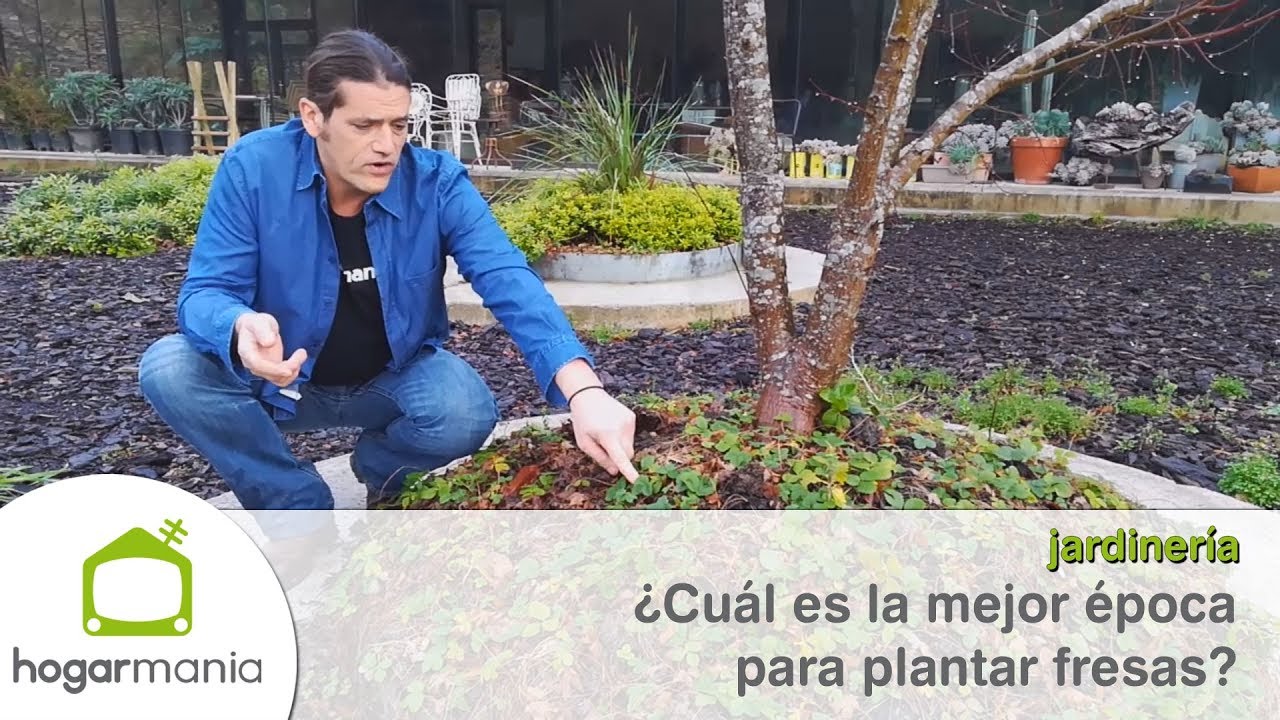 epoca fresas españa