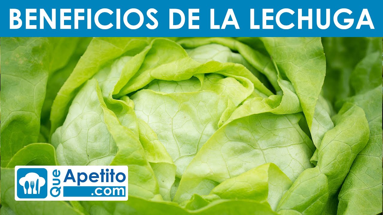 la lechuga es indigesta