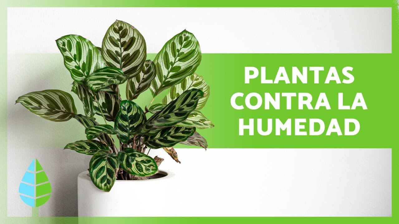 planta pequeña que vive en ambientes humedos
