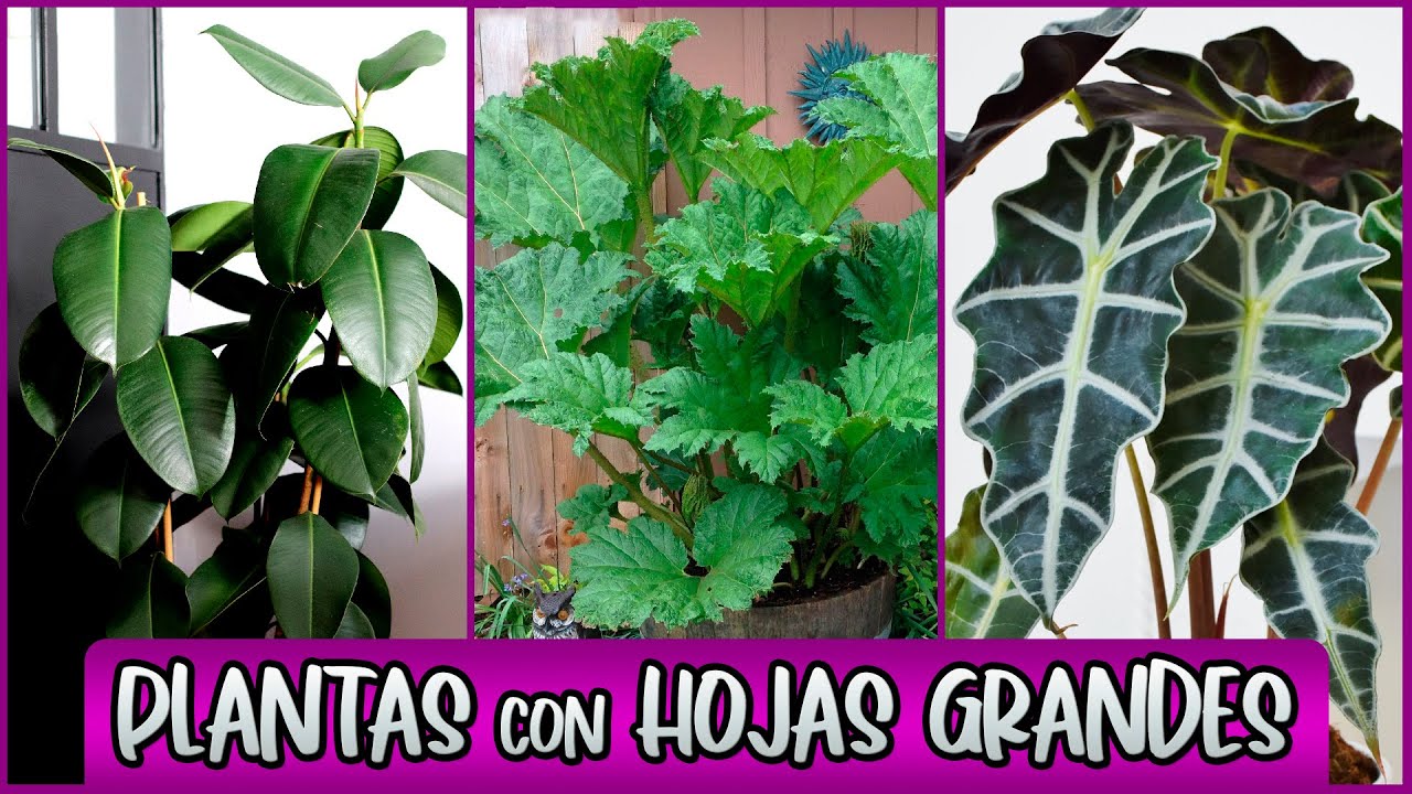 plantas de hojas grandes