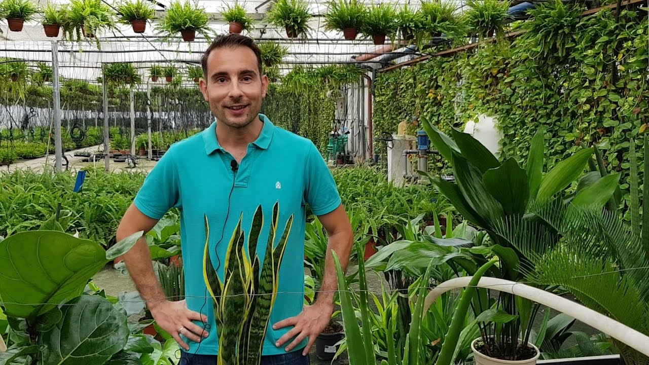 plantas pequeñas que viven en ambientes humedos