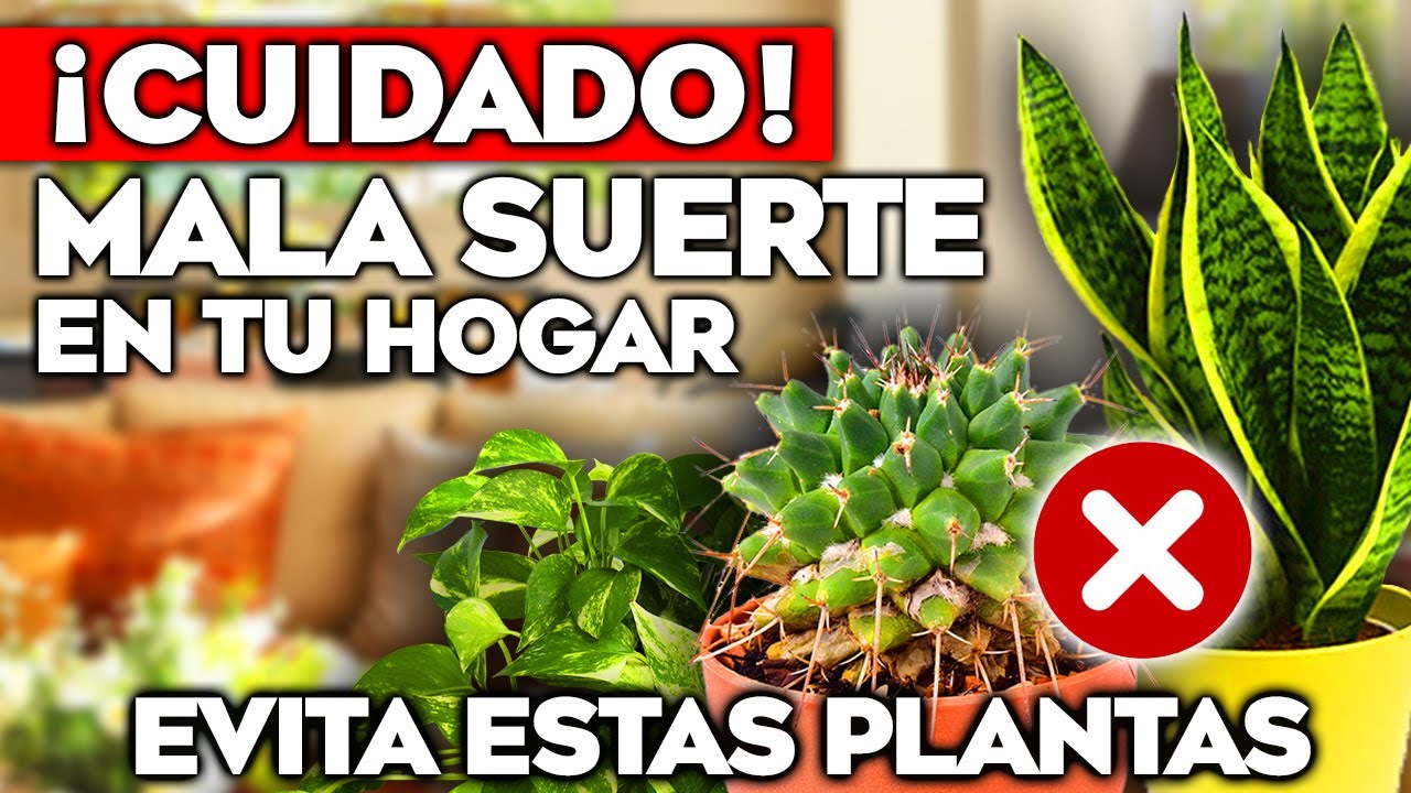 plantas que dan mala suerte
