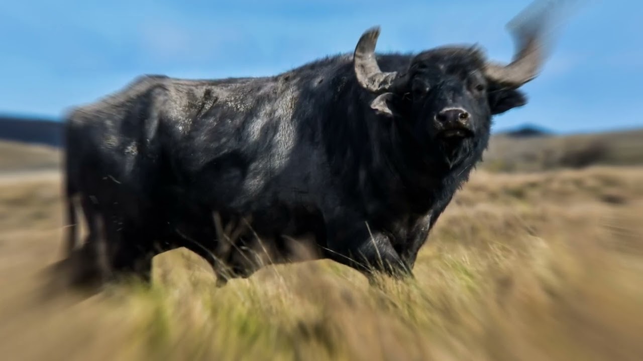 soñar que te persigue un toro