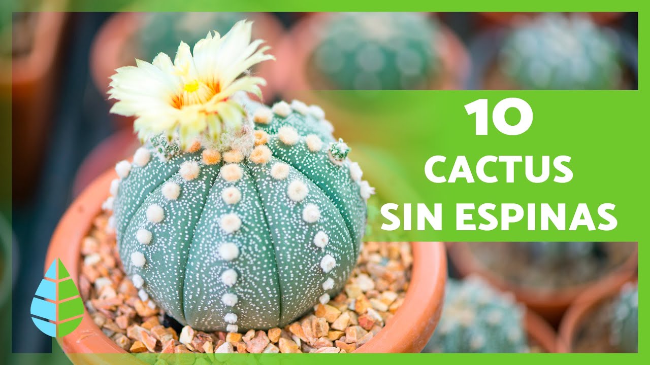 tipos de cactus sin espinas