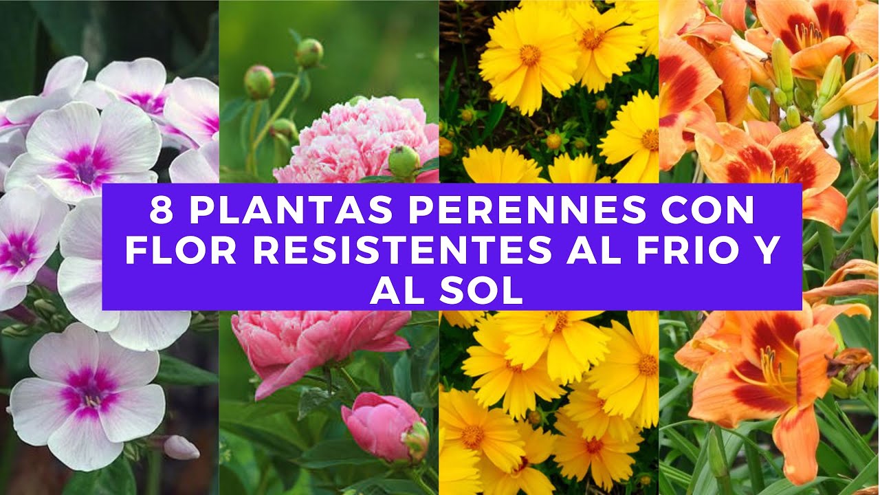 trepadoras perennes resistentes al sol