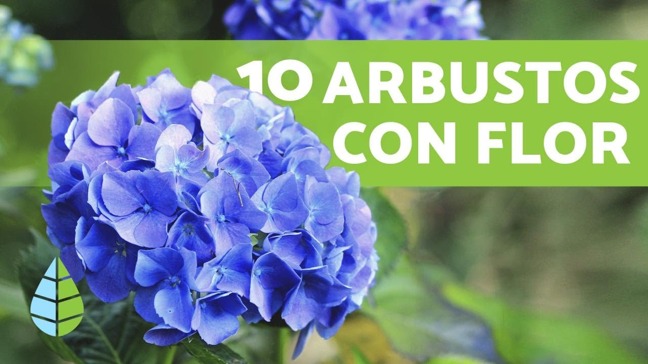 arbustos con nombres