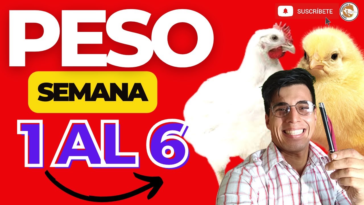 cuanto pesa un pollo