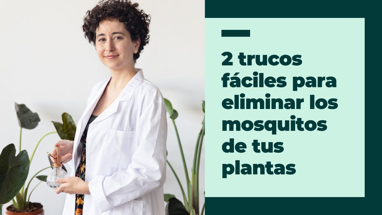 eliminar mosquitos de la tierra de las plantas