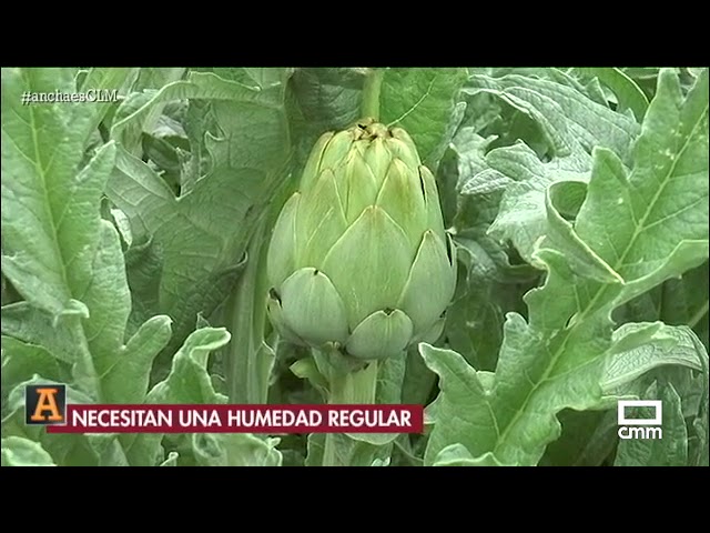 época de alcachofas