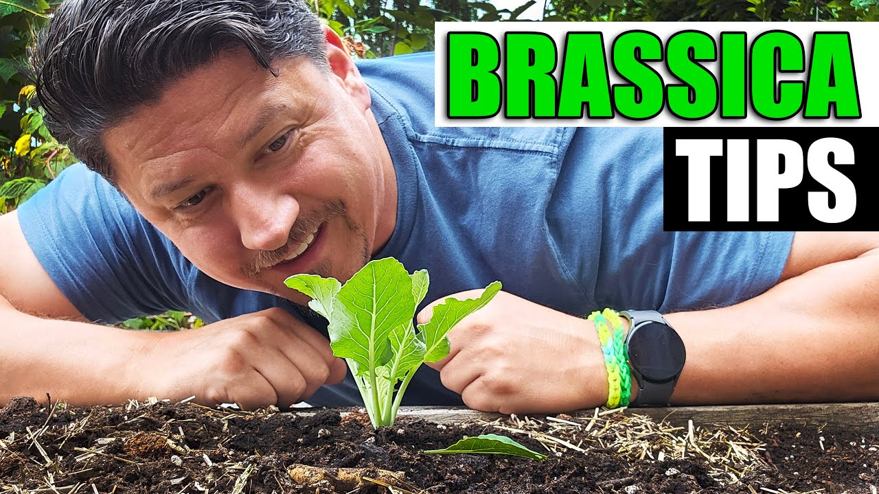 planta brassica