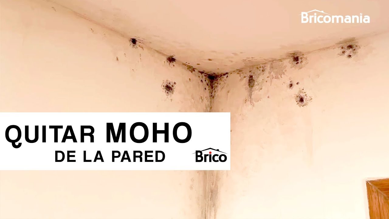 porque salen manchas de moho en la pared