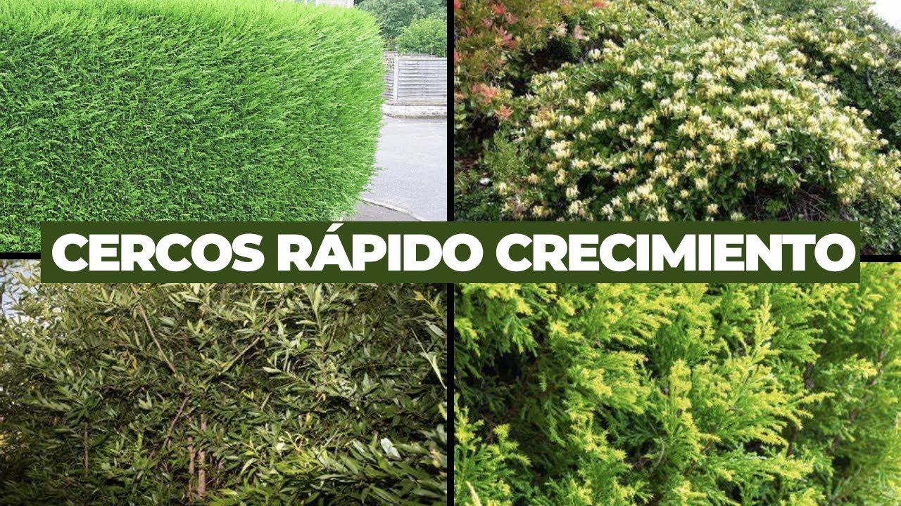 seto crecimiento rapido