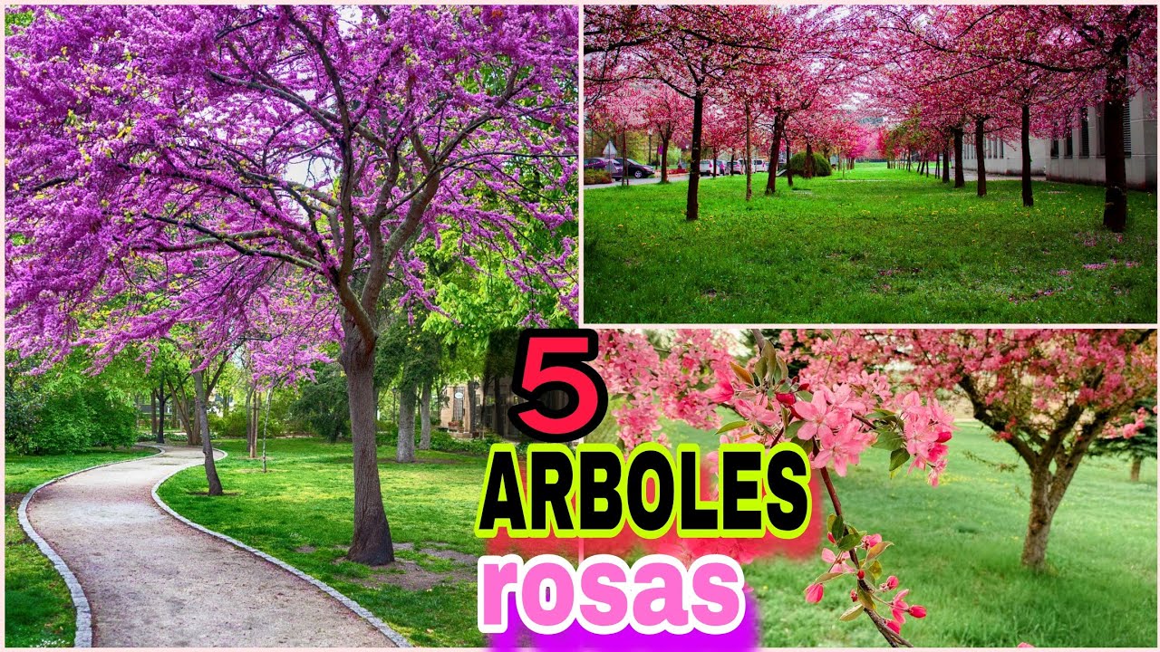 arbol de flor rosa