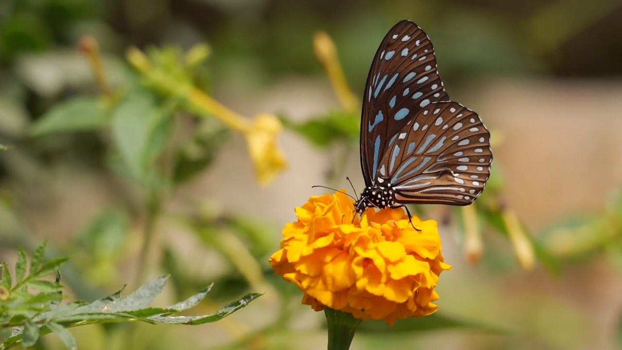 comida mariposa
