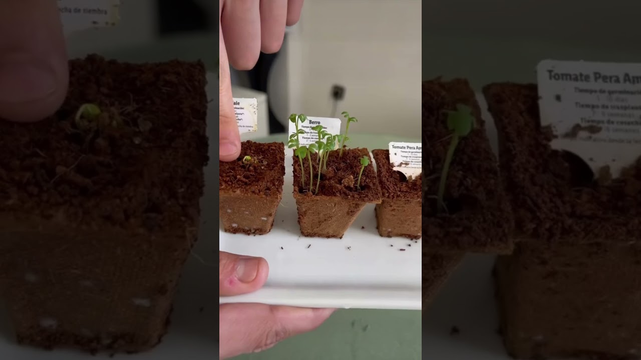 lidl plantas regalo
