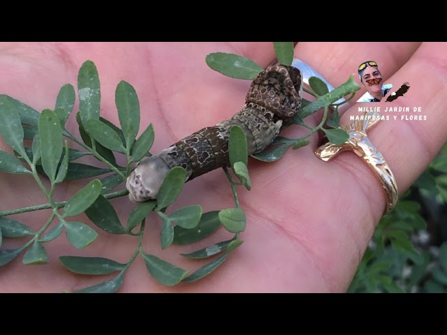 mariposa de la ruda