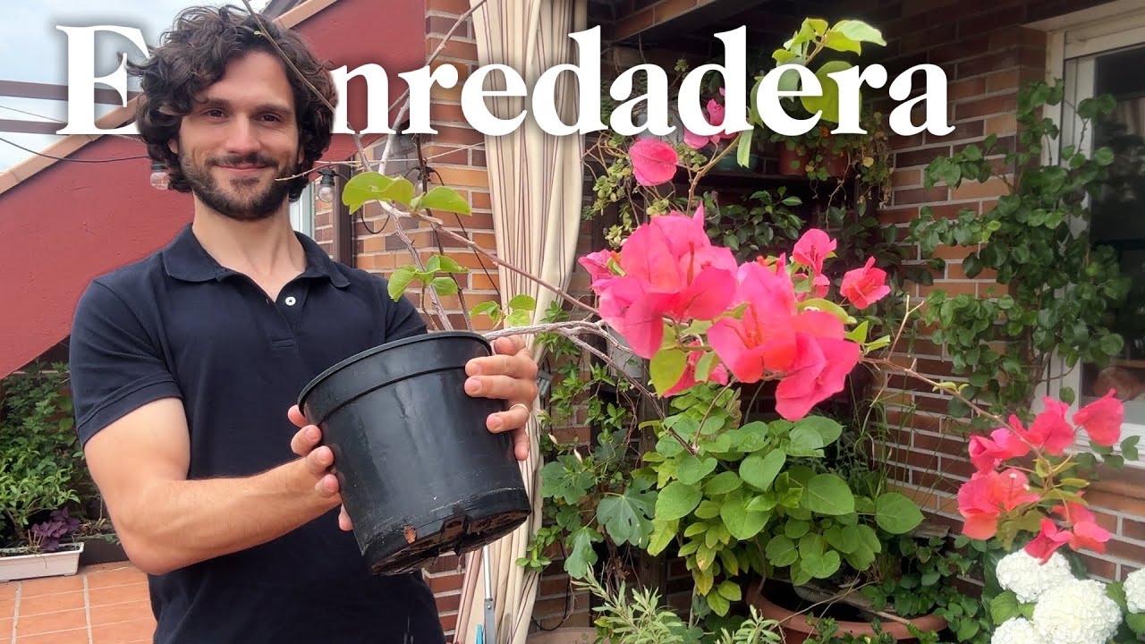 plantas trepadoras en maceta
