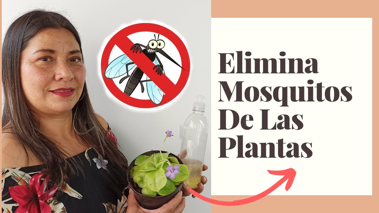 salen mosquitos de la tierra de las plantas