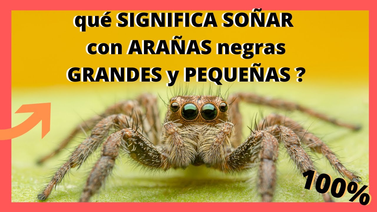 soñar con araña grande y negra