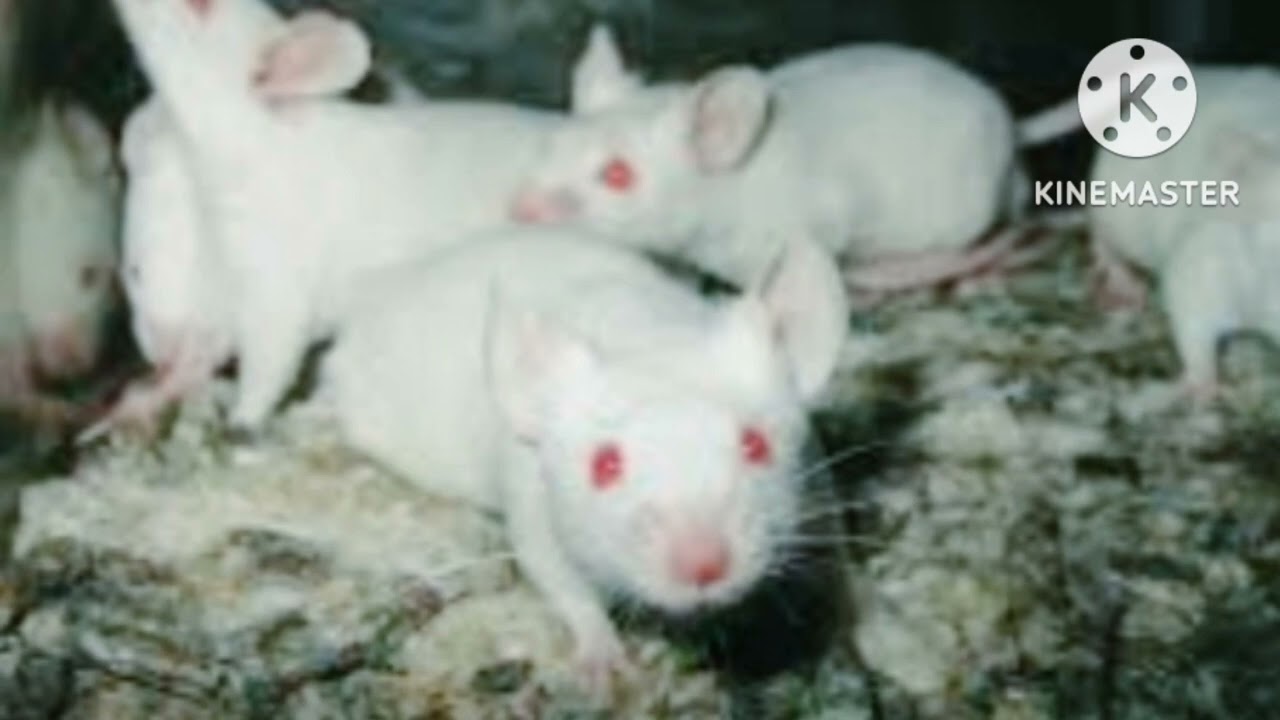 soñar con raton blanco